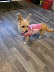 Found/Stray Female Dog last seen Woodlake home, San Antonio, TX 78215