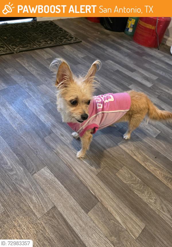 Found/Stray Female Dog last seen Woodlake home, San Antonio, TX 78215