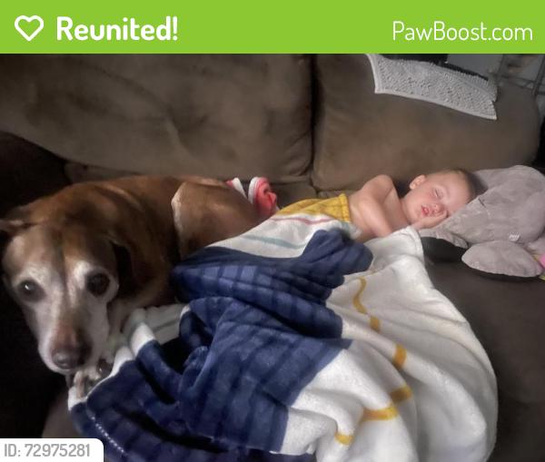 Reunited Female Dog last seen West Prado and Goleta , Maricopa, AZ 85138
