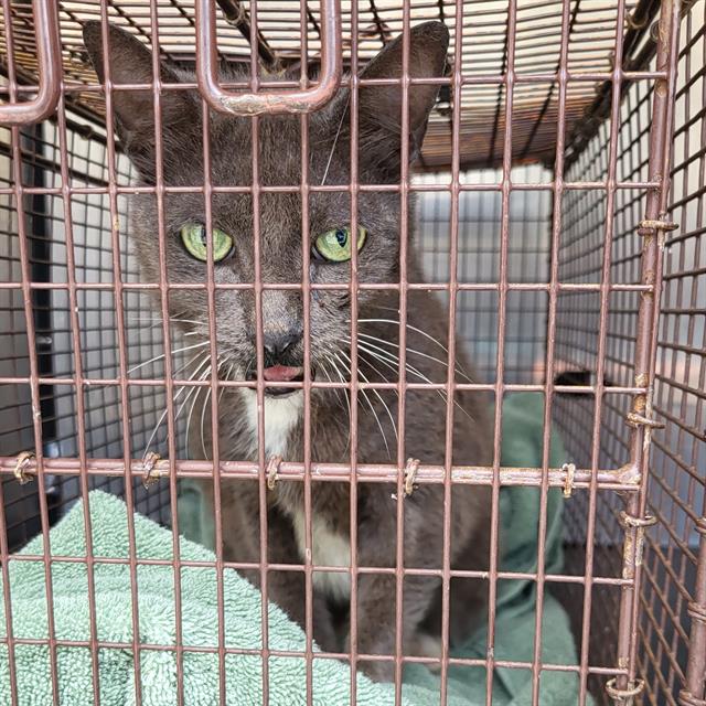 Shelter Stray Male Cat last seen NE LOOP 410, 4710 TX-151, San Antonio, TX 78227, USA