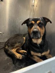 Shelter Stray Male Dog last seen W FRANCISCAN, 4710 TX-151, San Antonio, TX 78227, USA