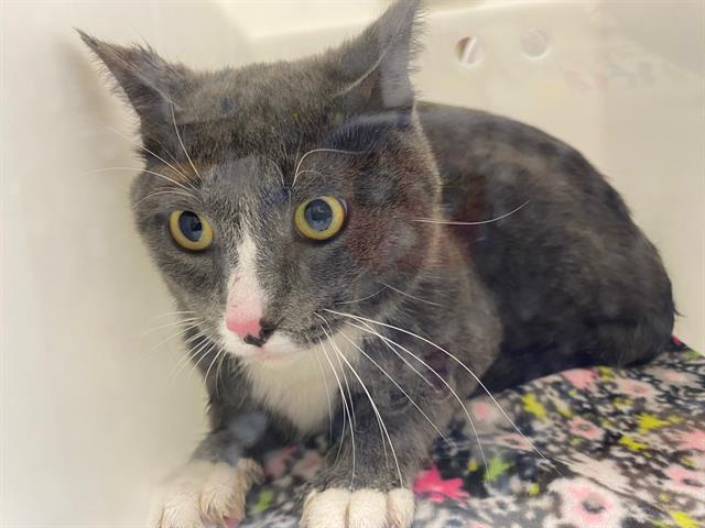 Shelter Stray Male Cat last seen Near BLOCK N LOVERS LANE RD, 3839 W Burnham St, West Milwaukee, WI 53215, USA