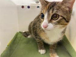Shelter Stray Female Cat last seen Near BLOCK W MARINE DR, 3839 W Burnham St, West Milwaukee, WI 53215, USA