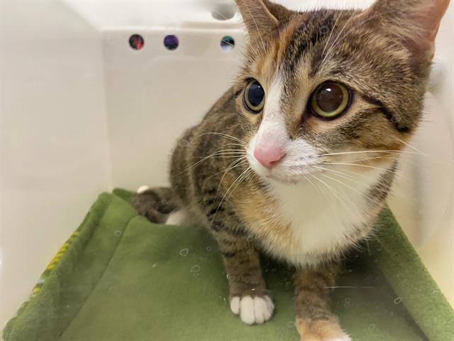Shelter Stray Female Cat last seen Near BLOCK W MARINE DR, 3839 W Burnham St, West Milwaukee, WI 53215, USA