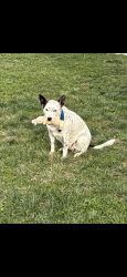 Lost Female Dog last seen Ellejoy road wye road, Seymour, TN 37865