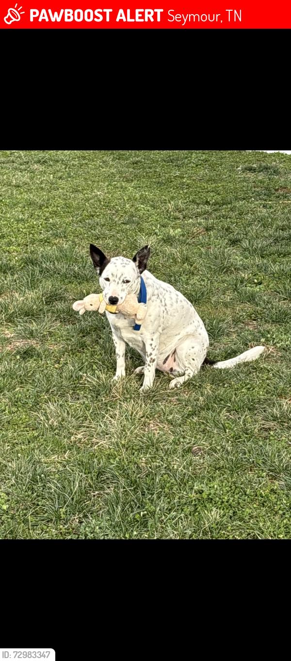 Lost Female Dog last seen Ellejoy road wye road, Seymour, TN 37865