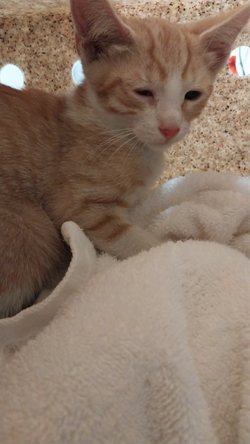 Shelter Stray Male Cat last seen , 4275 Elton St, Baldwin Park, CA 91706, USA