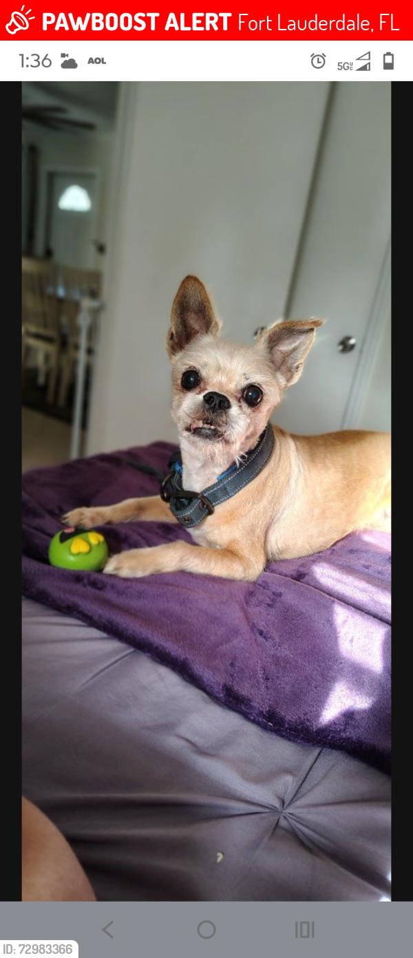 Lost Male Dog last seen Davie boulevard 31stDavie boulevard 31st, Fort Lauderdale, FL 33312
