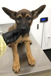 Shelter Stray Male Dog last seen Near BLOCK E MUNCIE AVE, FRESNO CA 93720 2225, 5277 E Airways Blvd, Fresno, CA 93727, USA