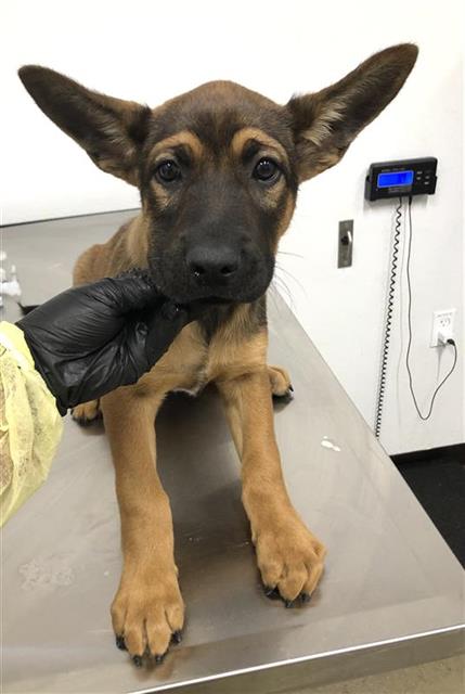 Shelter Stray Male Dog last seen Near BLOCK E MUNCIE AVE, FRESNO CA 93720 2225, 5277 E Airways Blvd, Fresno, CA 93727, USA