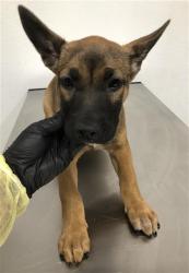 Shelter Stray Female Dog last seen Near BLOCK E MUNCIE AVE, FRESNO CA 93720 2225, 5277 E Airways Blvd, Fresno, CA 93727, USA