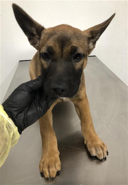 Shelter Stray Female Dog last seen Near BLOCK E MUNCIE AVE, FRESNO CA 93720 2225, 5277 E Airways Blvd, Fresno, CA 93727, USA