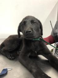 Shelter Stray Female Dog last seen Near BLOCK E SAN BRUNO AVE, FRESNO CA 93710 7233, 5277 E Airways Blvd, Fresno, CA 93727, USA