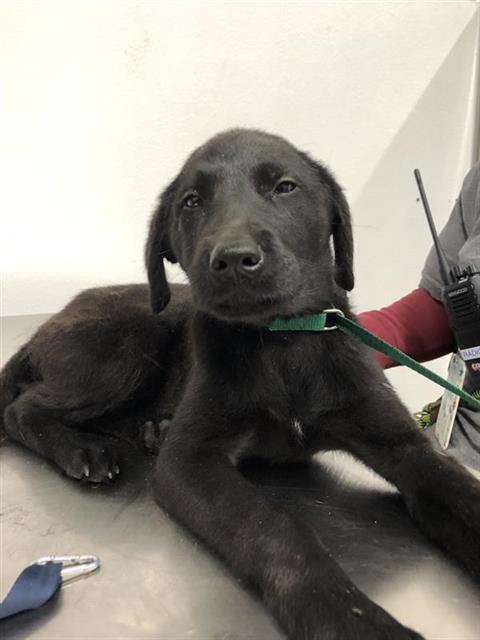 Shelter Stray Female Dog last seen Near BLOCK E SAN BRUNO AVE, FRESNO CA 93710 7233, 5277 E Airways Blvd, Fresno, CA 93727, USA