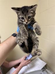Shelter Stray Male Cat last seen ACARI AVE & ZURLO WAY, 2127 Front St, Sacramento, CA 95818, USA