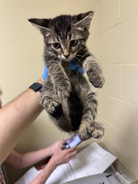 Shelter Stray Male Cat last seen ACARI AVE & ZURLO WAY, 2127 Front St, Sacramento, CA 95818, USA