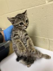 Shelter Stray Male Cat last seen ACARI AVE & ZURLO WAY, 2127 Front St, Sacramento, CA 95818, USA