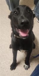 Shelter Stray Female Dog last seen Near BLOCK LINDA VISTA DR, BAKERSFIELD CA 93308, 3951 Fruitvale Ave, Bakersfield, CA 93308, USA