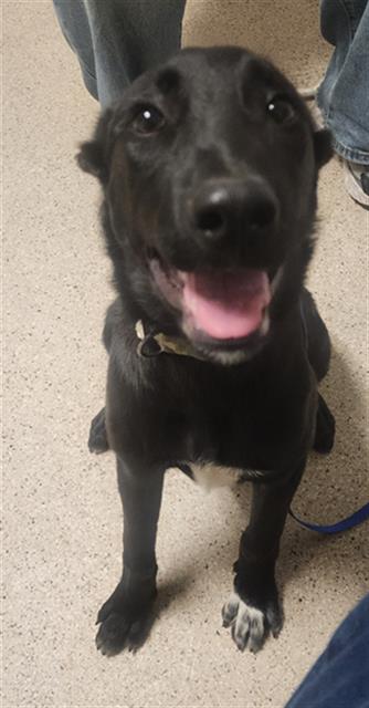 Shelter Stray Female Dog last seen Near BLOCK LINDA VISTA DR, BAKERSFIELD CA 93308, 3951 Fruitvale Ave, Bakersfield, CA 93308, USA