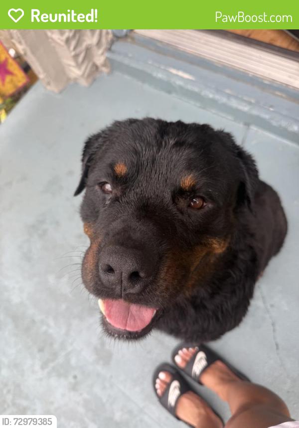 Reunited Male Dog last seen Quitman St, Houston, TX, USA, Houston, TX 77009
