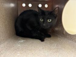 Shelter Stray Female Cat last seen Near BLOCK CALLE PRIMAVER SANTA FE NM 87507, 100 Caja Del Rio Rd, Santa Fe, NM 87507, USA