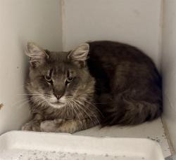 Shelter Stray Male Cat last seen TERETICORNIS AVE, LAKE ELSINORE, CA, 6851 Van Buren Boulevard, Jurupa Valley, CA 92509, USA