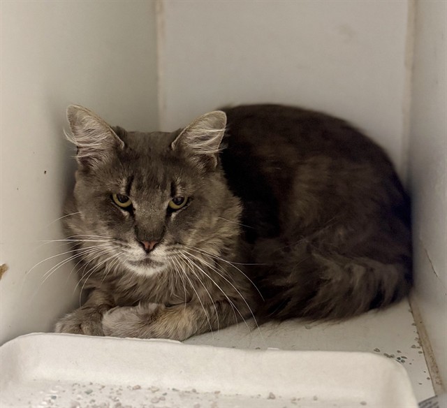 Shelter Stray Male Cat last seen TERETICORNIS AVE, LAKE ELSINORE, CA, 6851 Van Buren Boulevard, Jurupa Valley, CA 92509, USA