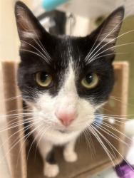 Shelter Stray Male Cat last seen SUMNER AVE X LIMONITE, 6851 Van Buren Boulevard, Jurupa Valley, CA 92509, USA