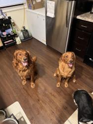 Reunited Male Dog last seen Sunset Dr NW and Lewis Rd NW, Olympia, WA 98502