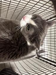 Shelter Stray Female Cat last seen , 14409 Vanowen St, Van Nuys, CA 91405, USA