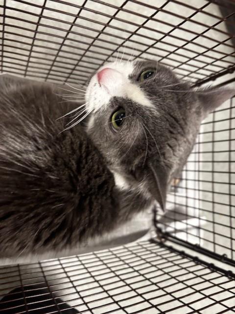 Shelter Stray Female Cat last seen , 14409 Vanowen St, Van Nuys, CA 91405, USA