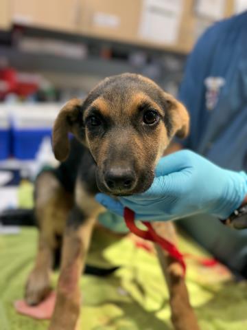 Shelter Stray Male Dog last seen Near BLOCK MARSHALL ST, PERRIS, CA, 6851 Van Buren Boulevard, Jurupa Valley, CA 92509, USA