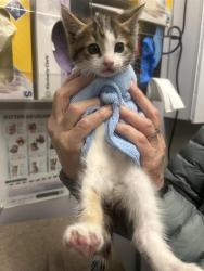 Shelter Stray Male Cat last seen Near BLOCK MAXWELL RD SE, MAPLE VALLEY WA 98038, 21615 64th Ave S, Kent, WA 98032, USA