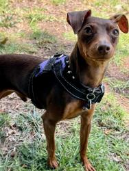 Lost Male Dog last seen North California Street, Stockton, CA 95202