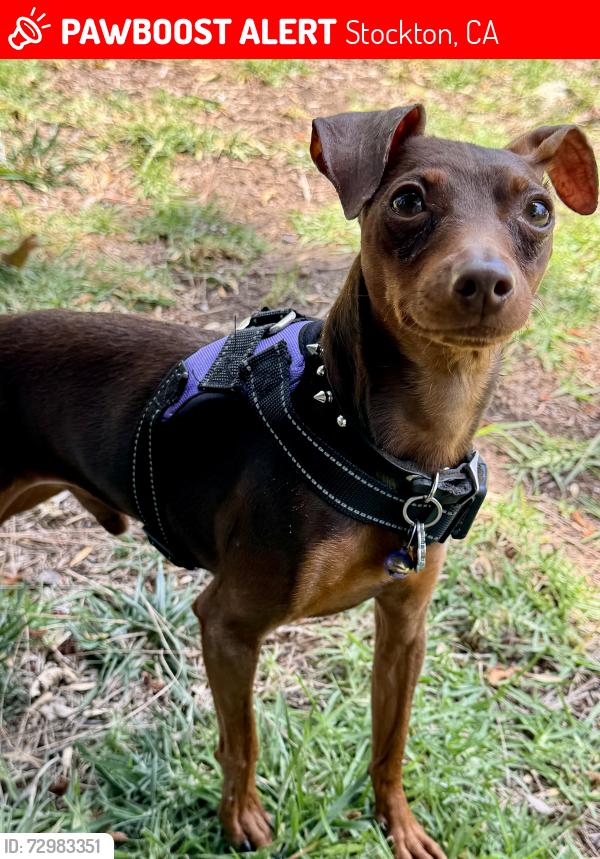 Lost Male Dog last seen North California Street, Stockton, CA 95202
