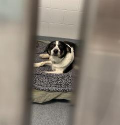 Shelter Stray Female Dog last seen Near , Indianapolis, IN 46221