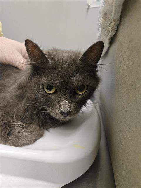 Shelter Stray Female Cat last seen Near BLOCK S 152ND ST, TUKWILA WA 98188, 21615 64th Ave S, Kent, WA 98032, USA