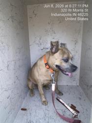 Shelter Stray Female Dog last seen Near , Indianapolis, IN 46221