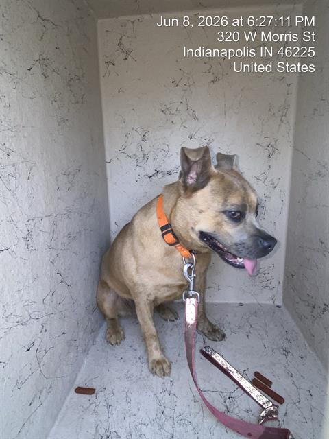 Shelter Stray Female Dog last seen Near , Indianapolis, IN 46221