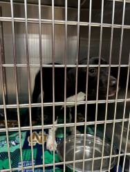 Shelter Stray Female Dog last seen ST CHARLES ROCK RD,63044, 10521 Baur Blvd, Olivette, MO 63132, USA