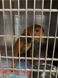 Shelter Stray Female Dog last seen ST CHARLES ROCK RD,63044, 10521 Baur Blvd, Olivette, MO 63132, USA