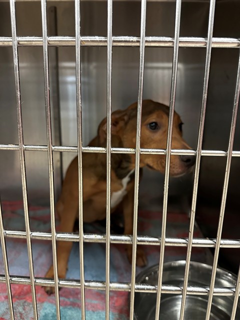 Shelter Stray Female Dog last seen ST CHARLES ROCK RD,63044, 10521 Baur Blvd, Olivette, MO 63132, USA