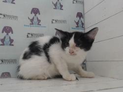 Shelter Stray Female Cat last seen , 2769 Conroy Rd, Orlando, FL 32839, USA