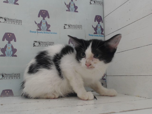 Shelter Stray Female Cat last seen , 2769 Conroy Rd, Orlando, FL 32839, USA