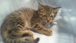 Shelter Stray Male Cat last seen CHARLOTTE, 8315 Byrum Dr, Charlotte, NC 28217, USA