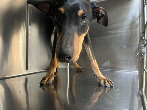Shelter Stray Female Dog last seen , 957 N Gaffey St, San Pedro, CA 90731, USA