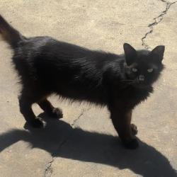 Lost Female Cat last seen Lost by Las Brisas and Mayberry, Mission, TX 78574