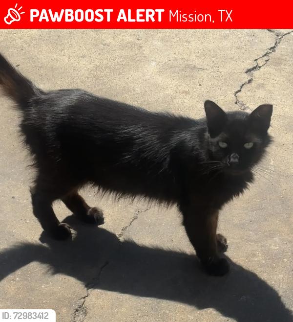 Lost Female Cat last seen Lost by Las Brisas and Mayberry, Mission, TX 78574