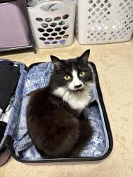 Lost Female Cat last seen MOSSDALE LANDING, LATHROP, Lathrop, CA 95330