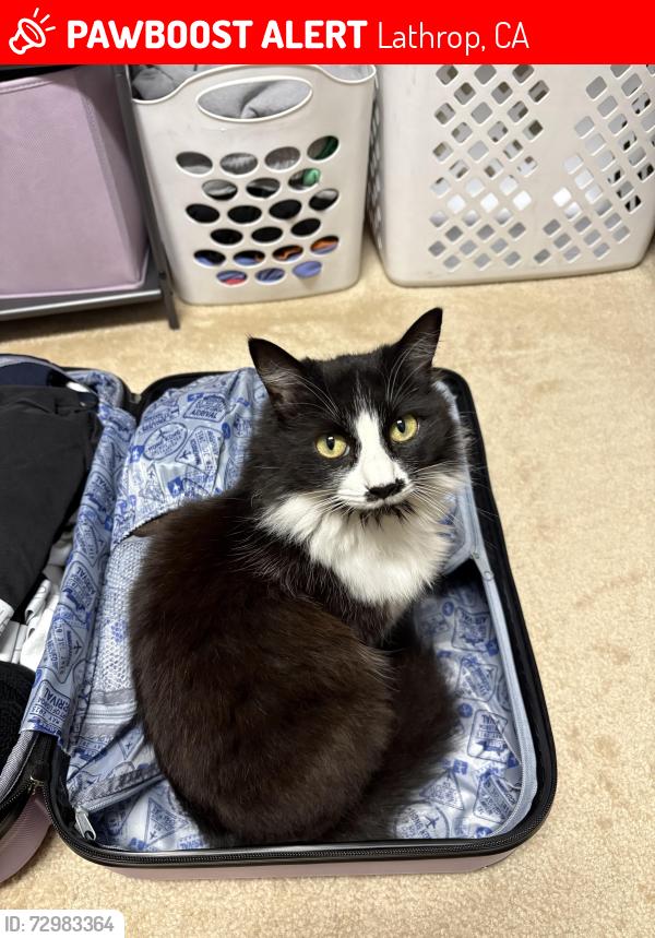 Lost Female Cat last seen MOSSDALE LANDING, LATHROP, Lathrop, CA 95330